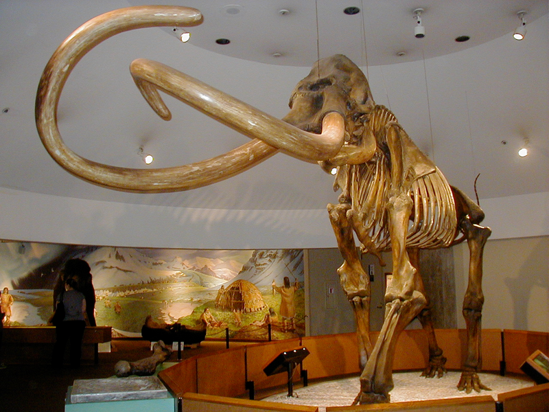 Illustration for article titled The Legislature of S. Carolina vs. an 8-Year-Old Girl: A Mammoth Decision